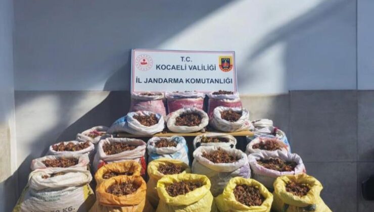 Fındık hırsızları kıskıvrak yakalandı