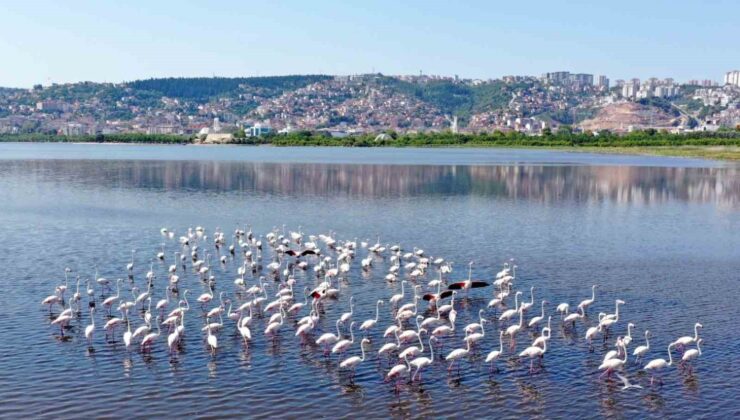 İzmit Körfezi’ndeki flamingo sayısında artış gözlendi