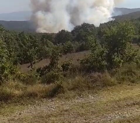 Kocaeli’de orman yangını