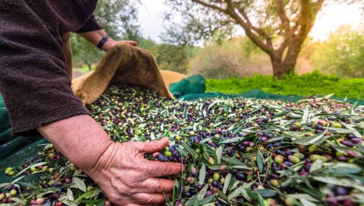 Orhangazi’de zeytin rekolte beyanı 2 bin 600 tonu buldu