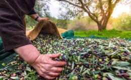 Orhangazi’de zeytin rekolte beyanı 2 bin 600 tonu buldu