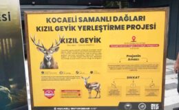 Ormanya’da üretilen kızıl geyikler doğaya salındı