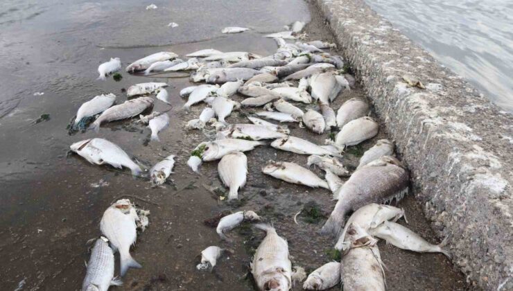 Özgür Özel’e tokat gibi cevap: “Sanırım bizi, denizi foseptik çukuruna çeviren İzmir’le karıştırdı”