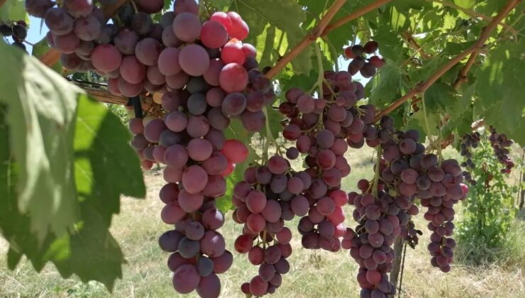 Tekirdağ’da yeni üzüm çeşitleri geliştiriliyor