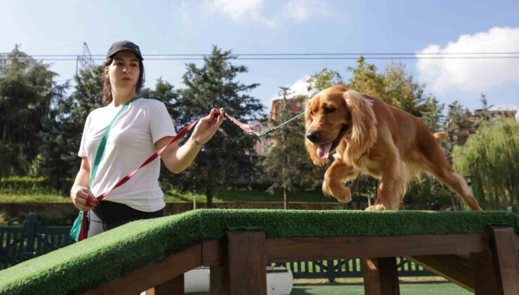 Türkiye’nin en kapsamlı Köpek Eğitim Merkezi Ümraniye’de