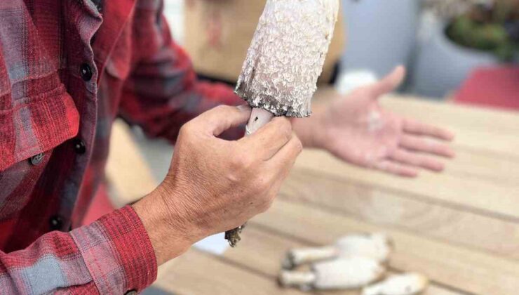 Ünlü mikolog Jilber Barutçiyan Uludağ’ın eşsiz mantarlarını keşfetti