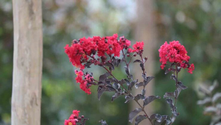 Yeşil ve mavinin buluştuğu Sapanca Gölü sahili çiçek bahçesine dönüştü