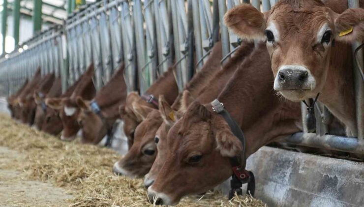 Avrupa’yı saran ’mavi dil’ hastalığı nedeniyle Türkiye ithalatı durdurdu
