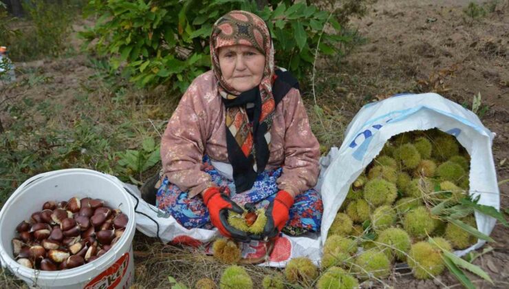 Balıkesir’de kestane hasadı başladı