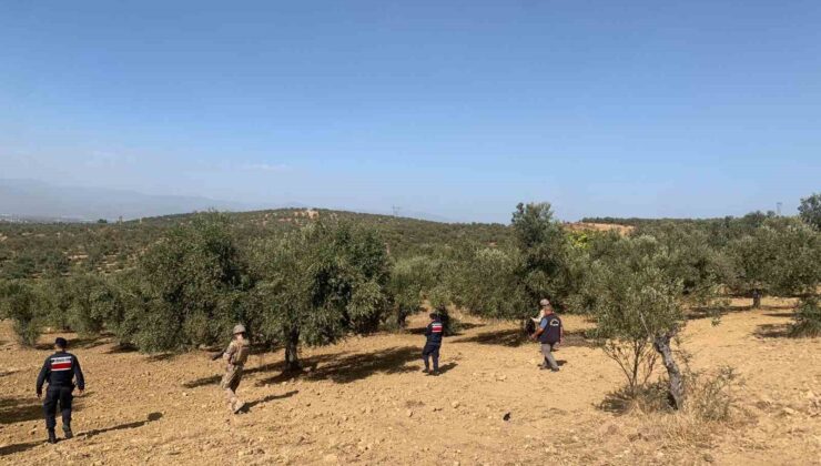 Balıkesir’de zeytinliklere jandarma koruması