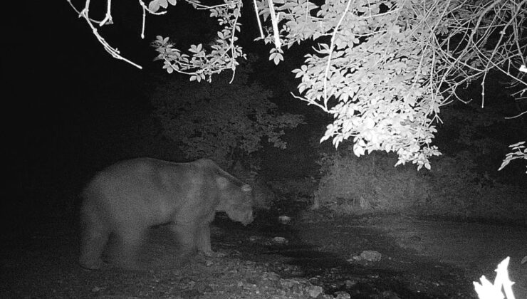 Bilecik’te fotokapana yakalanan ayı ve domuzun görüntüsü gülümsetti