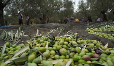 Bilinenin aksine siyah ve yeşil zeytin ağaçları ayrı değil