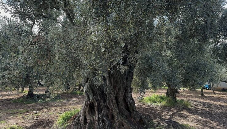 Bin 700 yıllık zeytin ağaçları hala ürün veriyor