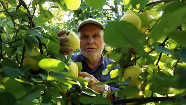 Dünyada rakibi yok: Dalların altın sarısında hasat zamanı