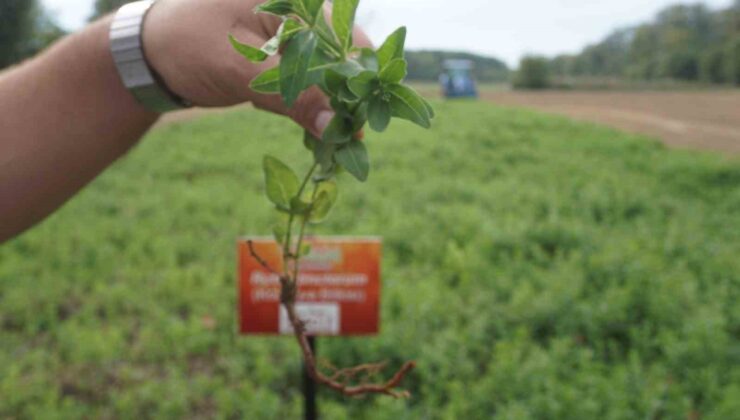 “Edirne kırmızısı” doğduğu topraklarda yeniden hayat buldu
