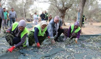 Edremit Belediyesi’nde zeytin hasadı başladı