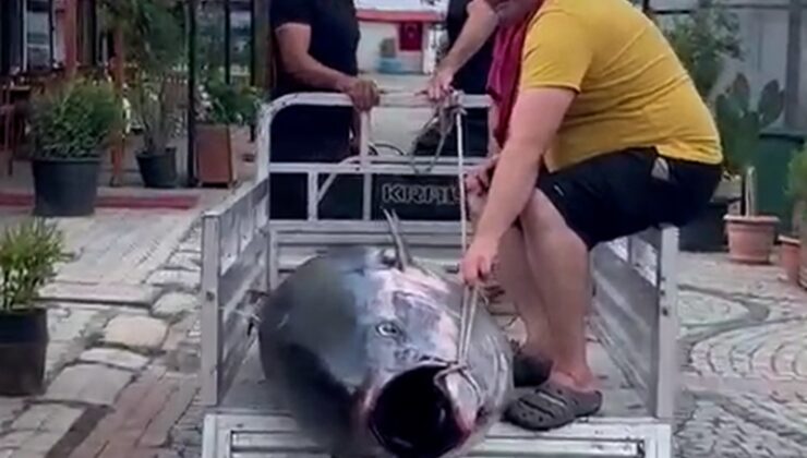 Erdek’te tarihi av…207 kiloluk dev orkinos sahile çıkarıldı