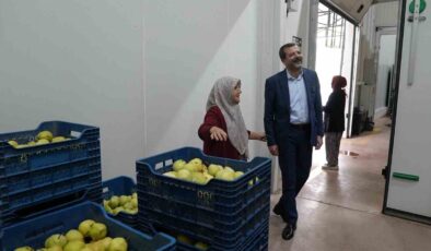 Hayriye teyze Gürsu armudu ile girişimci oldu