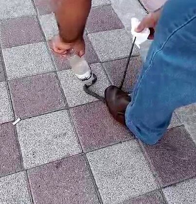 Kahvehaneye giren yılanı vatandaş yakaladı