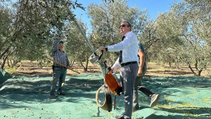 Kaymakam İlyas Memiş, Çoruk Mahallesi’nde zeytin hasadına katıldı