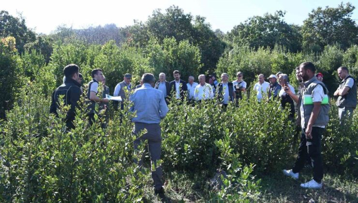 Köylüler bilinçsiz defne üretimi konusunda bilgilendirildi