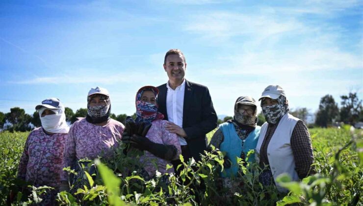 Patlıcan toplayan kadın çiftçilere, Başkan Akın’dan sürpriz ziyaret