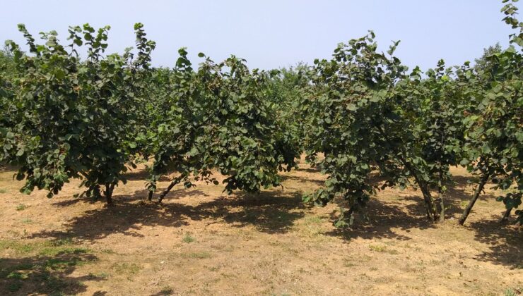 SUBÜ’de Verim ve kaliteyi artıracak fındık çeşitleri belirlendi