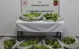Tarladan mısır koçanı ve üzüm çalan hırsızlar jandarmadan kaçamadı