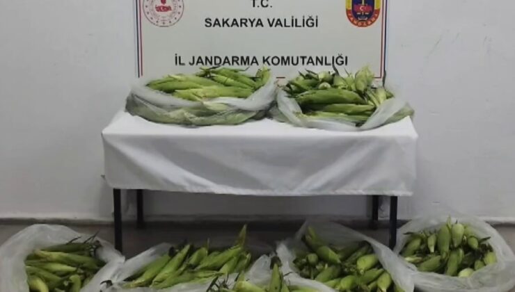 Tarladan mısır koçanı ve üzüm çalan hırsızlar jandarmadan kaçamadı