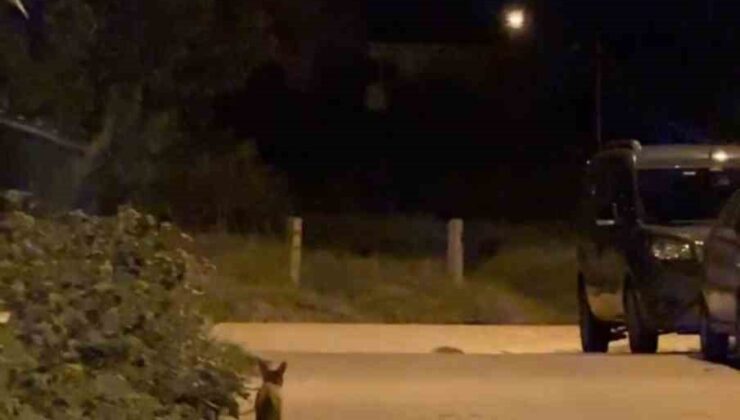 Tekirdağ’da şehir merkezinde dolaşan tilki şaşırttı