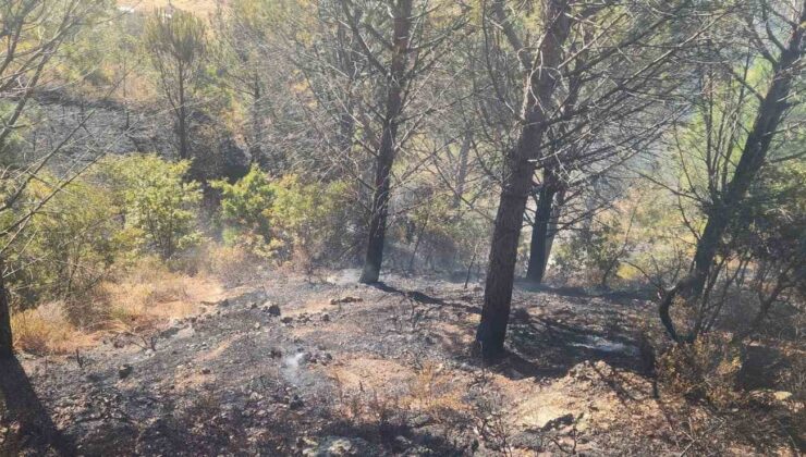 Zeytinlik alanda çıkan yangına havadan ve karadan müdahale edildi