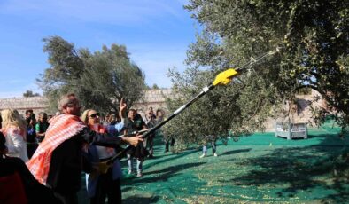 19. Ayvalık Uluslararası Zeytin Hasat Festivali’nde ilk hasat Barbun’un Çiftliği’nde gerçekleşti