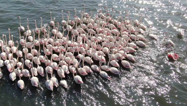 Allı turnalar İzmit Körfezi’nde mutlu hissediyor