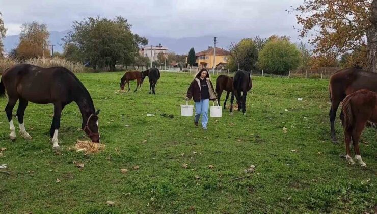 At sevgisiyle başlayan hobi hipodromda devam ediyor: Kurduğu tesiste yarış atı üretiyor