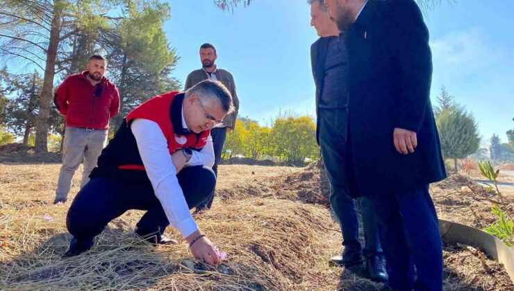 Balıkesir’de Safran ve Salep Üretimi Denemeleri Başladı