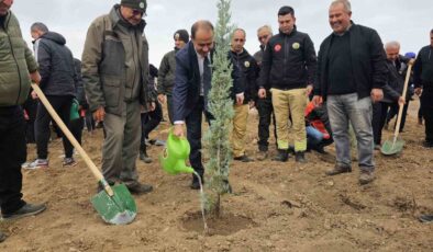 Bandırma’da yanan alanda 750 çam fidanı toprakla buluştu