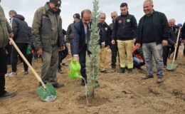 Bandırma’da yanan alanda 750 çam fidanı toprakla buluştu