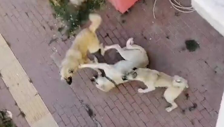 Bilecik’te vatandaşlar sahipsiz köpek korkusundan sokağa çıkamıyor