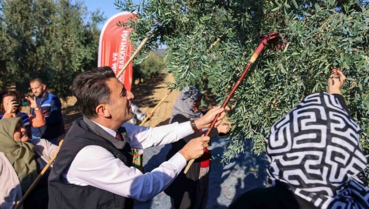 Bilecik’te zeytin hasadı mesaisi başladı