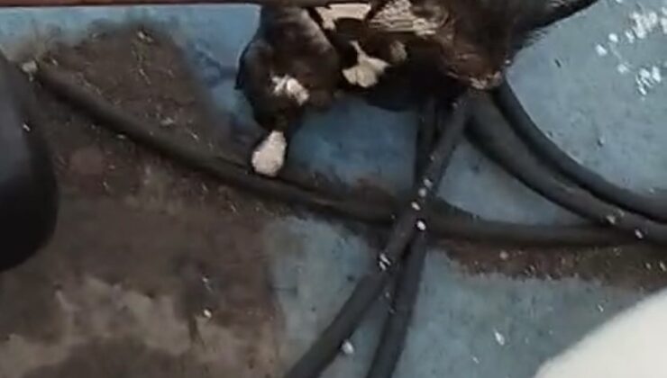 Denize düşen kedi, balıkçı kepçesiyle kurtarıldı