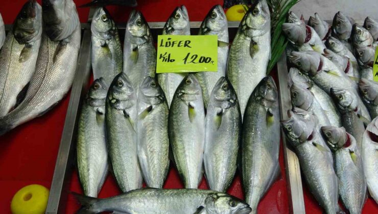 Denizlerin prensi ’lüfer’ 1200 liradan tezgahta