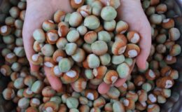 Dünyadaki büyük alıcıların talebi fındığa değer kattı