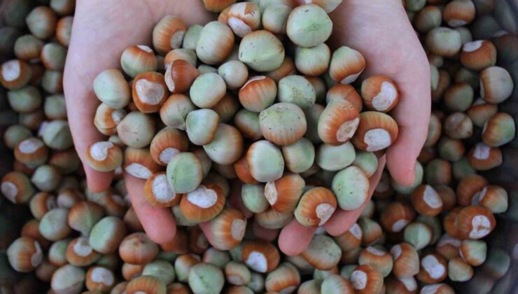 Dünyadaki büyük alıcıların talebi fındığa değer kattı