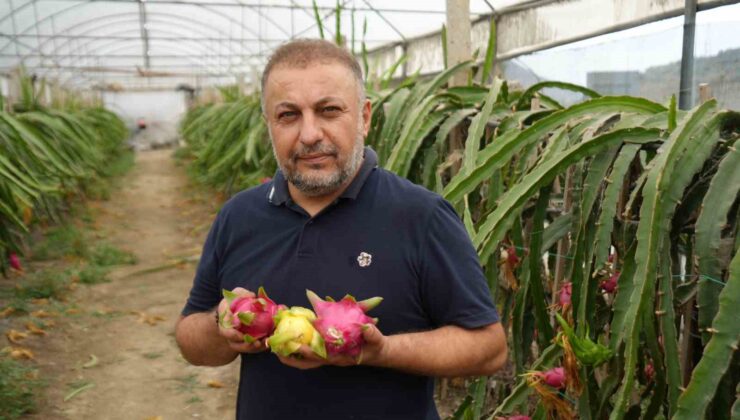 İnternetten gördüğü meyveyi şimdi 210 metrekarelik serada yılda 5 kere hasat ediyor