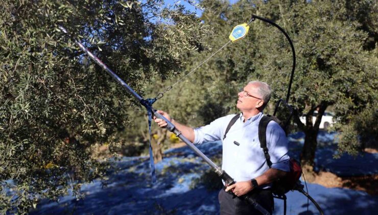 Mudanya Belediyesi zeytin üreticisinin yanında