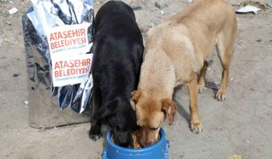 Ataşehir Belediyesi, sahiplenilen sokak köpeklerinin aşı ve mama ihtiyaçlarını karşılayacak