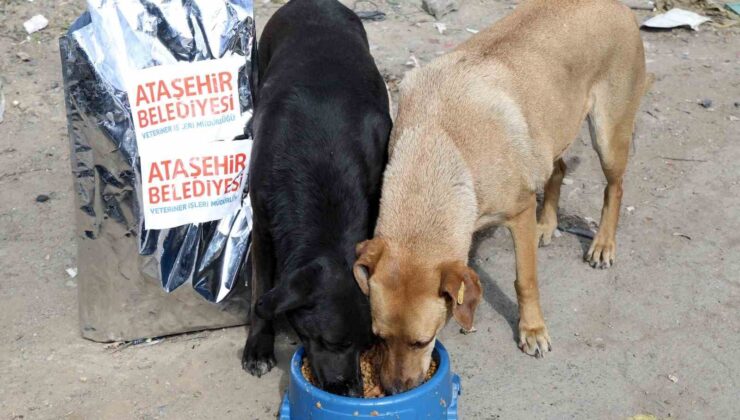 Ataşehir Belediyesi, sahiplenilen sokak köpeklerinin aşı ve mama ihtiyaçlarını karşılayacak