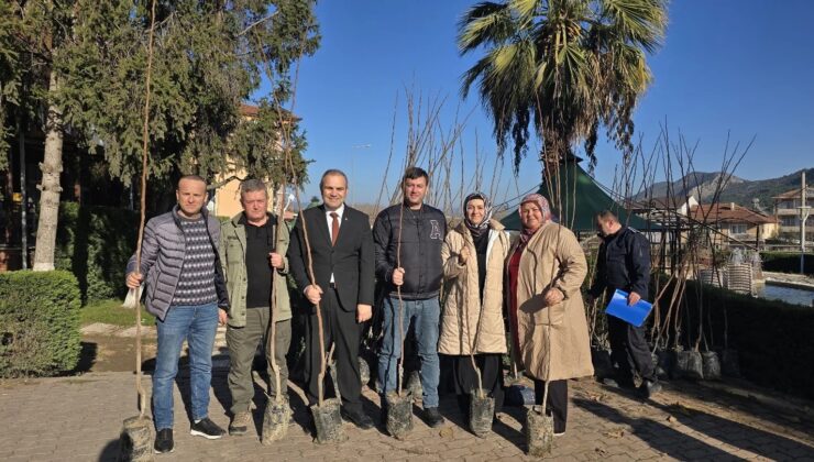 Belediye ücretsiz Trabzon Cennet Hurması fidanı dağıttı