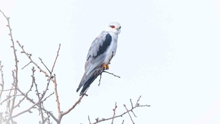 Bursa’nın yeni konuğu: Ak çaylak