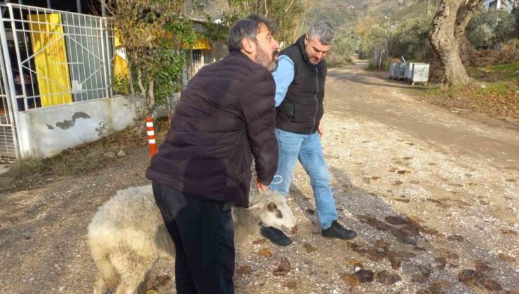 Erdek’te kayalıklarda mahsur kalan koyun kurtarıldı